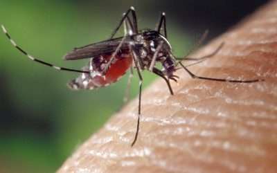 Allerta Dengue: Interventi di prevenzione e contenimento