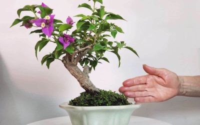 L’Arte del Bonsai a Milano: Un viaggio Zen nel tuo salotto