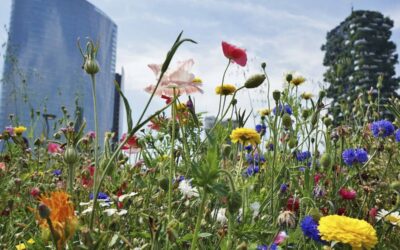 Piano Aria Clima Milano, online il primo monitoraggio